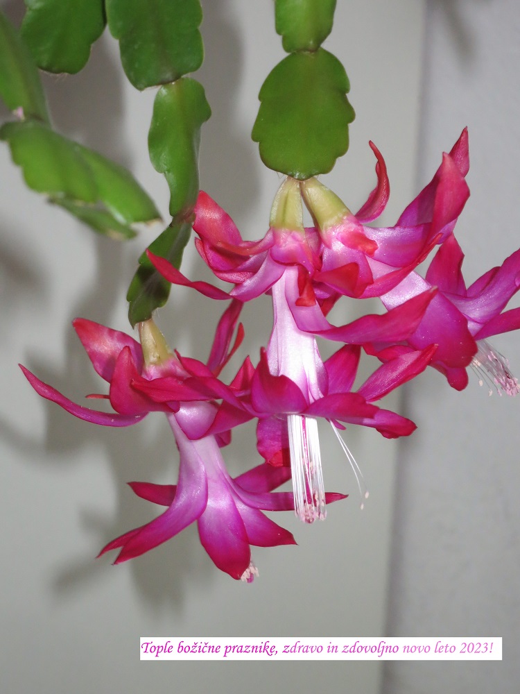 Voščilo 2023